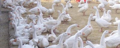 鵝腿瘸了怎么治療，先降低飼料中的蛋白質(zhì)含量