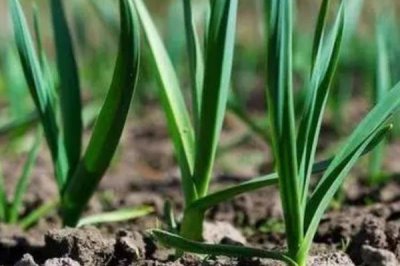 大蒜苗后用什么除草劑，可用精喹禾靈、二甲戊樂(lè)靈等