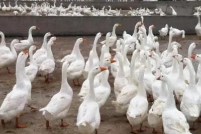 鵝腿軟站不起來的原因和解決方法，飼料中的鈣含量不足、運動量過少均會導(dǎo)致