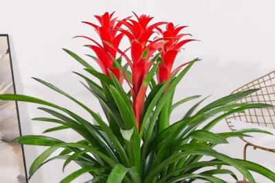 家中養(yǎng)鴻運當頭的好處，可供觀賞和凈化空氣等