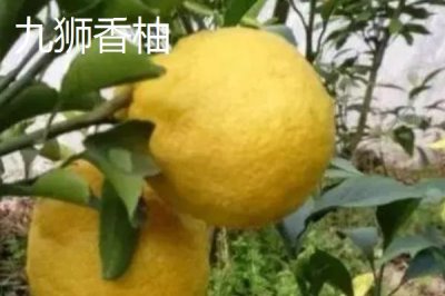 四川瀘州市的特色水果，有張壩桂圓、特興桂圓、九獅香柚等