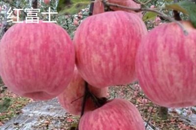 常見(jiàn)的蘋(píng)果品種，紅富士、金帥、紅將軍等品種較常見(jiàn)