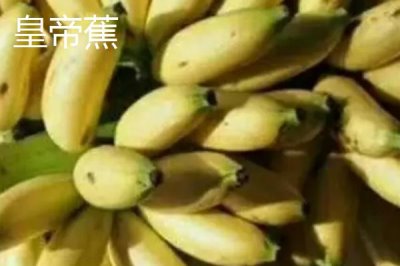 香蕉的產(chǎn)地，原產(chǎn)地是東南亞