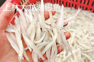 廣西上林縣的特產(chǎn)，清水黑山羊是不得不嘗的特色美食