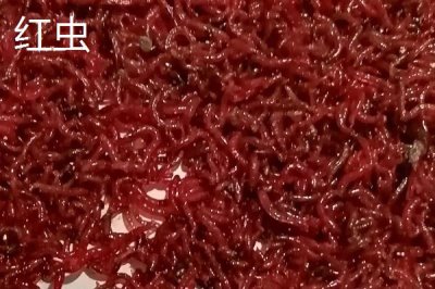 鯽魚品種有哪些，包括高背鯽、彭澤鯽等種類