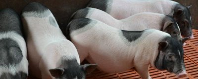 小香豬母豬幾個(gè)月可以配種，三個(gè)月的時(shí)候就可以進(jìn)行配種