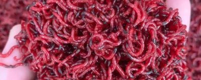 紅蟲的價格，產(chǎn)地、品牌等條件會影響到售價