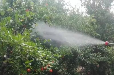 赤霉酸可以與什么復配，與蕓苔素內酯混合使用可提高水稻結實