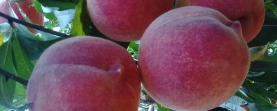 黑桃皇后的價(jià)格，品種不同價(jià)格也不同