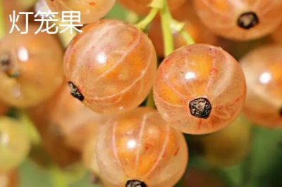 黑龍江佳木斯市的特產(chǎn)，包括力佳風(fēng)干腸、抱馬子茶葉筒等種類