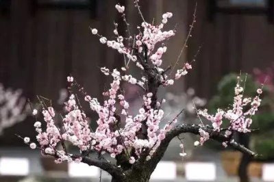 梅花的施肥方法，首先確保基肥的充足