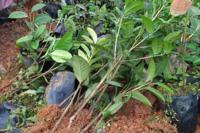 茶花苗的價(jià)格，不同品種的價(jià)格不同