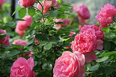 薔薇花的花語，寓意純潔的愛情