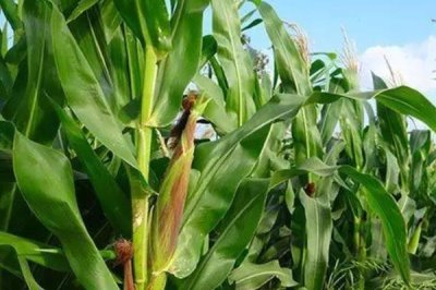 堯玉656玉米種子特點，適宜播期4月下旬至5月上旬