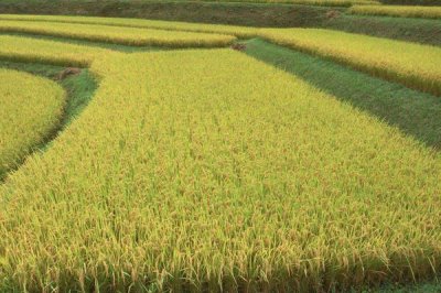 隆兩優(yōu)534水稻種子簡介，每畝有效穗數(shù)16.2萬穗