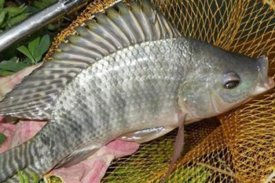 羅非魚的價格，均價也就在10元/斤以內(nèi)