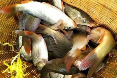 稻花魚的產(chǎn)地，主產(chǎn)于湖南、廣西、云南等省份