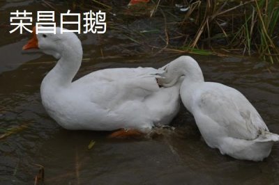 重慶市榮昌區(qū)的特產(chǎn)，盤龍生姜深受消費(fèi)者歡迎