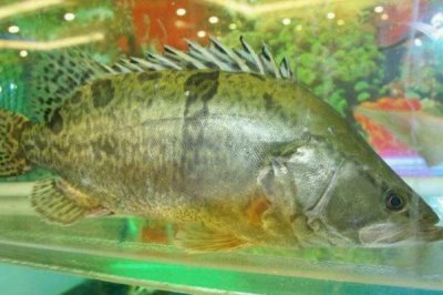 養(yǎng)殖什么魚賺錢，選擇這幾種魚年收入十萬不是問題