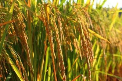 糯米爛秧怎么防治，可加強水肥管理或藥劑防治