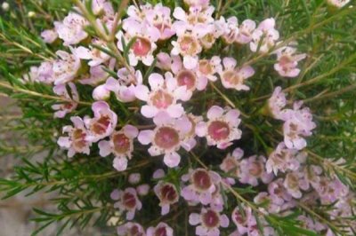 蠟花的花語(yǔ)，寓意剛強(qiáng)堅(jiān)毅、忠貞不渝等