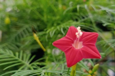 蔦蘿的花語，寓意相互幫助、忙忙碌碌等