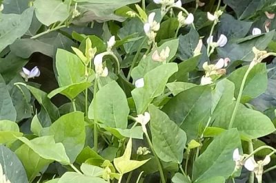 豆角開花期打什么葉面肥，需要打磷酸二氫鉀葉面肥