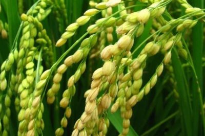 隆晶優(yōu)1199水稻品種簡介，每畝插足基本苗6萬以上