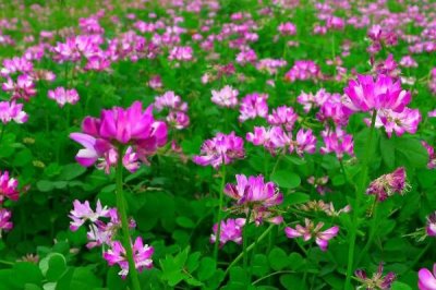 怎么種植紫云英，種子可均勻撒播