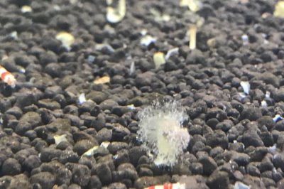 硝化細(xì)菌是什么，是常見的一類好氧性細(xì)菌