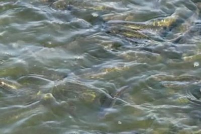 黑魚的養(yǎng)殖技術，要選擇健壯且無病蟲害的優(yōu)質魚苗