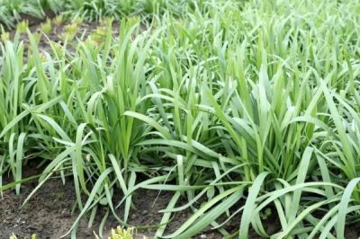 韭菜為何不分蘗，種植密度過大會縮減分蘗空間