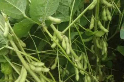 北興3號大豆品種的特性，生育期間及時中耕管理
