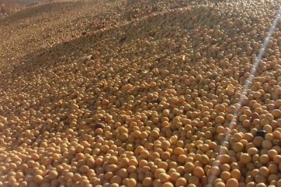 吉育481大豆品種的特性，4月末至5月初播種