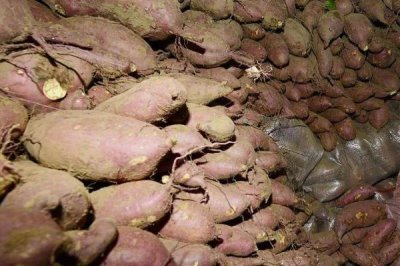如何地窖貯藏地瓜，入窖前需重新挖窖