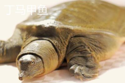 山東省臨清市的特產(chǎn)，臨清醬牛蹄、濟(jì)美醬菜、拖板豆腐均為傳統(tǒng)名吃