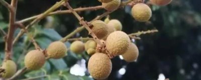 四川瀘州市的特色水果，有張壩桂圓、特興桂圓、九獅香柚等
