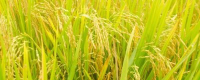 麗粳24號(hào)水稻種子特點(diǎn)，三月下旬播種