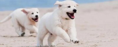 狗狗咳嗽流鼻涕的原因，可能是上火、發(fā)燒、身體素質差等