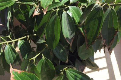平安樹如何澆水，澆水次數(shù)按季節(jié)不同而定