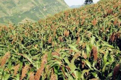 什么高粱畝產(chǎn)2000斤，目前沒有畝產(chǎn)2000斤的品種