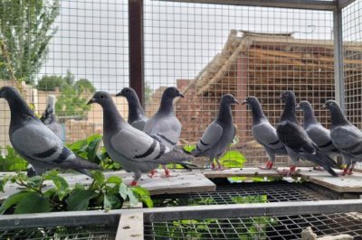幼鴿適合吃什么飼料，谷類、豆類、新鮮蔬菜均可飼喂