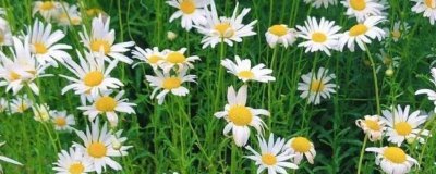 小雛菊的花語(yǔ)，寓意永遠(yuǎn)的快樂(lè)、深沉的愛(ài)意等