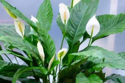 一帆風順的種植技術，適合在半陰的環(huán)境中生長