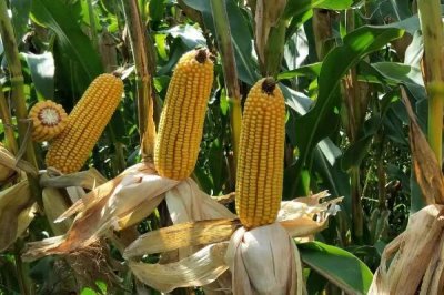 六顆星551玉米種子介紹，適宜播種期4月下旬至5月上旬