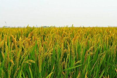 營兩優(yōu)294水稻種子特征特性，全生育期125.6天