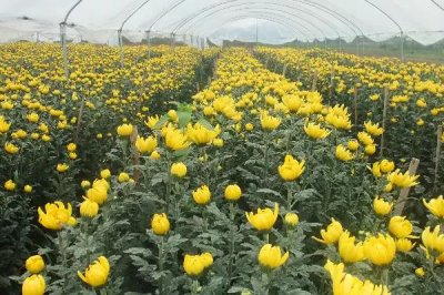 菊花的田間管理技術(shù)，生長期還應(yīng)進(jìn)行5次追肥