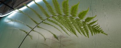 怎么養(yǎng)金絲猴蕨植物，適宜的生長(zhǎng)溫度為20-27℃