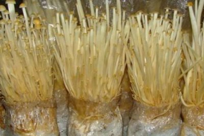 金針菇出菇期的水分管理技術(shù)，當(dāng)菌絲發(fā)到袋底后需立刻開(kāi)袋搔菌