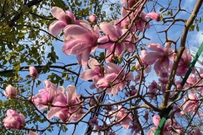 玉蘭花的寓意，寓意忠貞愛情、知恩圖報等